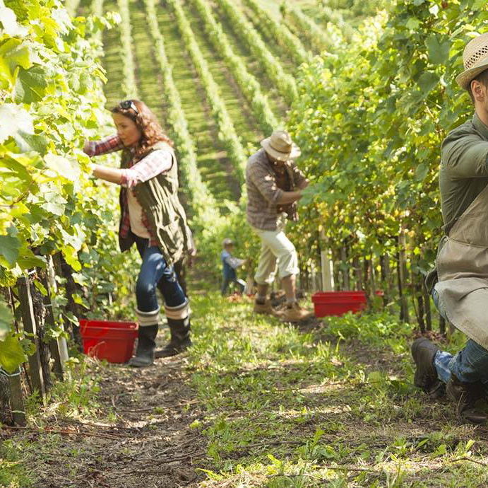 Travailleurs agricoles saisonniers